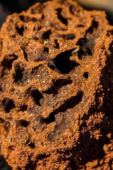 close up of the inside of a Red termite mound, northern territory, australia