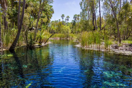 mataranka hot springs in waterhouse river, mataranka, northern territory, australia,