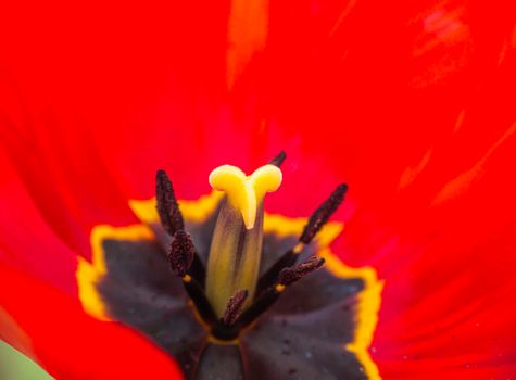 Red tulip closeup, tulip stamen and petals