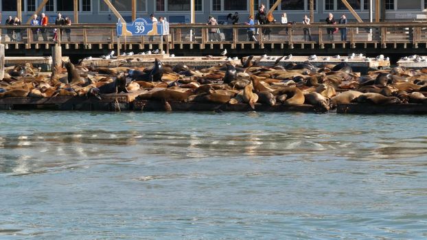 SAN FRANCISCO, CALIFORNIA, USA - 25 NOV 2019: Many seals on pier 39, tourist landmark. People near sea lion rookery in natural habitat . Colony of wild marine mammals at harbor dock, herd at wharf