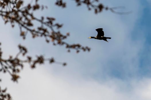 common cormorant bird looking for prey