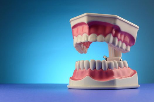 Dental Tooth Display