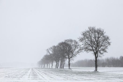tree line in snow covered meadow near utrecht in the netherlands