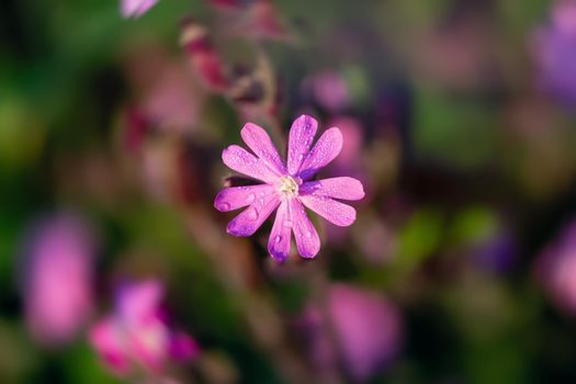 Flowers of a perennial plant Silene dioica known as Red campion or Red catchfly on a forest edge in the summer sunset, close-up