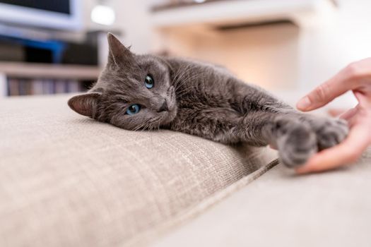 Headshot of a spiteful gray cat with blue eyes lying on the sofa with the hand of the mistress stroking it. Concept of pet faithful friends of humans