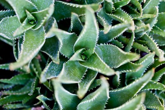 Green succulent leaves background.
