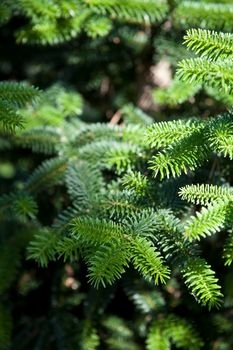 Pine tree brunch closeup. Green spruce.