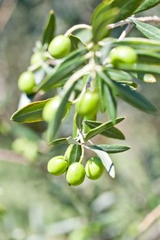 Olives on olive tree in autumn.