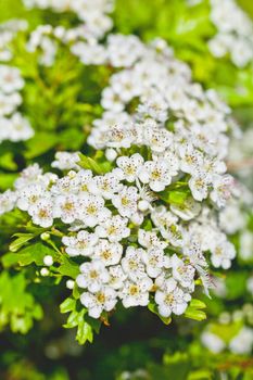 White spiraea flowers. Spring blossoms and green leaves.
