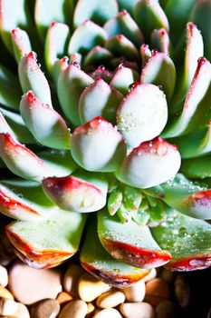 Succulent plant with water drops macro image.