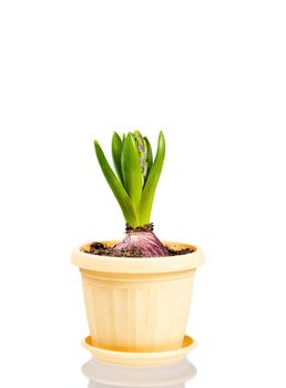Unblown hyacinth with green leaves and closed buds in a flower pot isolated on white background