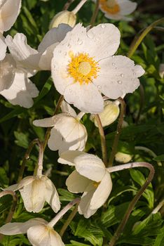 Spring wild flowers - wood anemone, windflower Anemone nemorosa