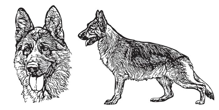 German shepherd illustration