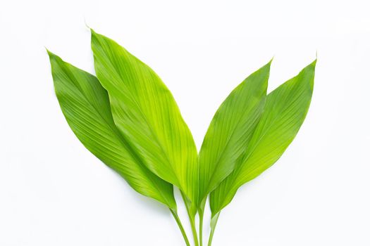 Green leaves of turmeric on white background.