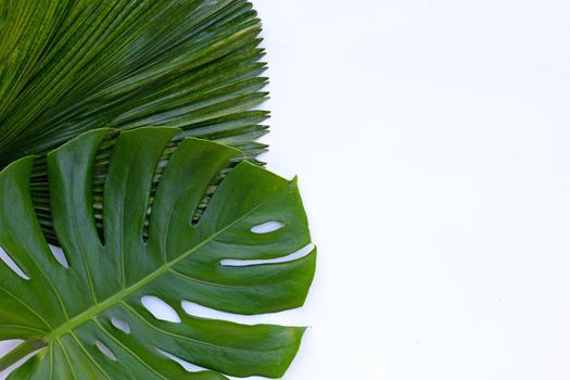 Monstera plant leaves with palm leaves on white background. Top view
