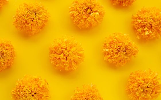 Marigold flower on yellow background.