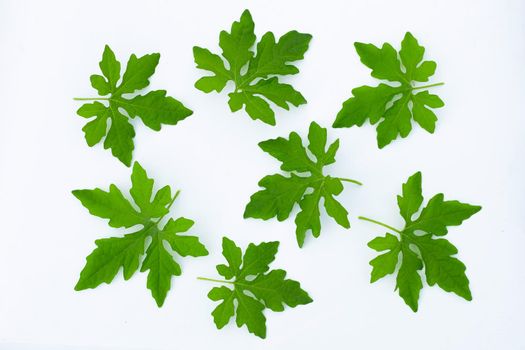 Bitter gourd leaves on white background. top view
