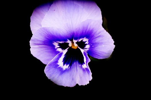 Purple pansy flower planted in the field