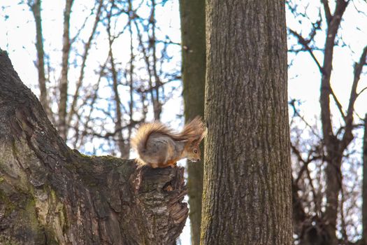 A little squirrel sits on a tree stump in the park. A squirrel on a tree. 