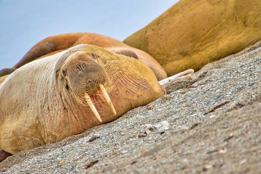 Resting Walrus, Arctic, Norway