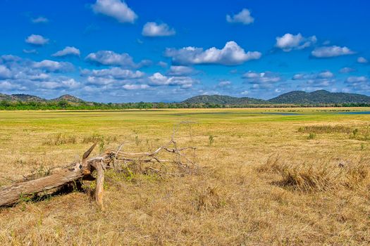 Grassland Landscape, Minneriya National Park, Sri Lanka