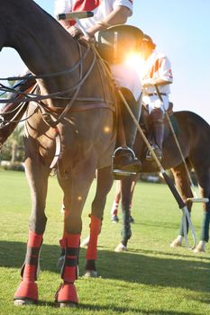 Portrait shot of Polo Players