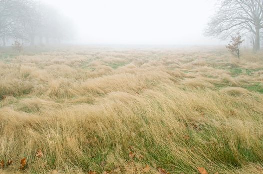 Field on foggy day in autumn