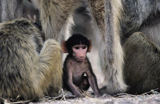 Baby monkey sheltering with this parents in wild