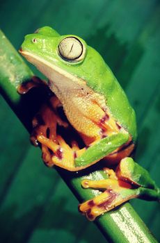 Green frog sitting on a green vine shoot