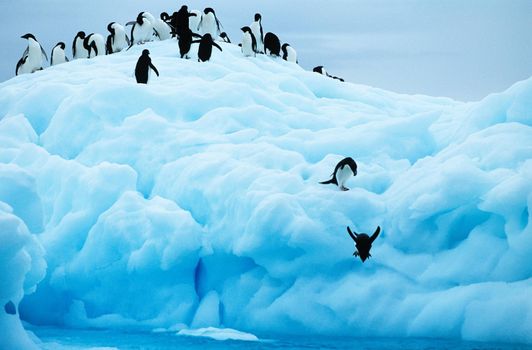 Penguins diving off glacier into sea