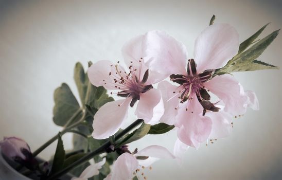 Sprig of peach blossom on white background.