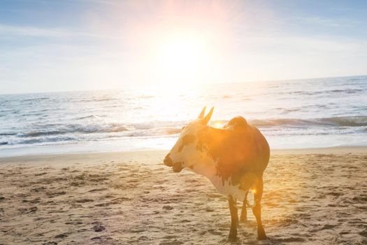 Sacred cow on beach