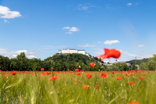 Festung Hohensalzburg in Summer. Blooming red poppy field and blue sky