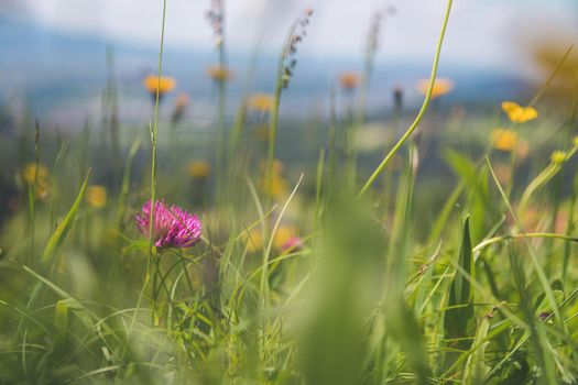 Hiking holiday concept: Cute fresh flowers in spring, colorful summer wildflowers meadow