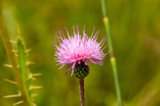 Pink thistle against a green background