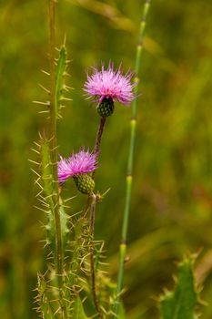 Pink thistles in a branch