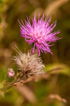 A pink thistle flower