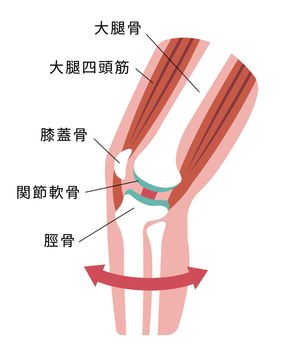 Knee joint sectional illustration
