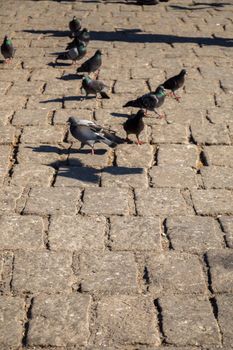 Pigeons on stone pavement