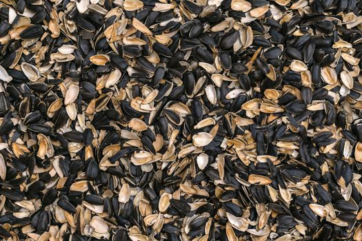 Dry sunflower seed husk in large quantities as texture or background