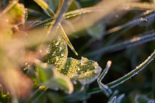 Frozen Water Drops on Green Grass