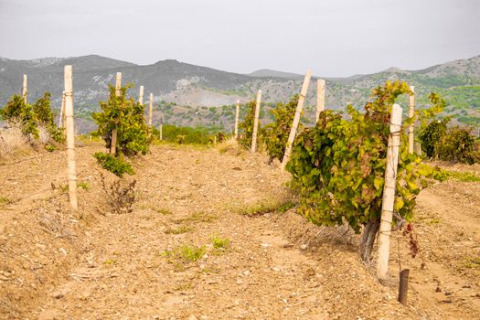 Crimean vineyards. Rare landing. Bad cultivation.