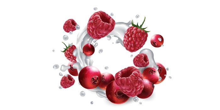 Cranberries and raspberries in splashes of yogurt or milk.