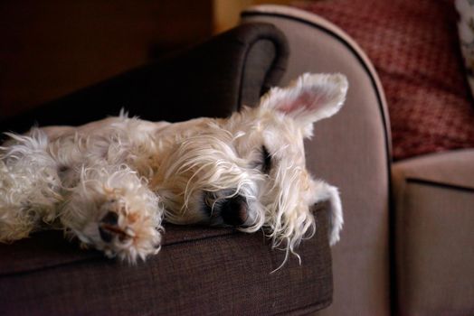 Lovely Schnauzer Having a Nap in an Armchair in the Afternoon