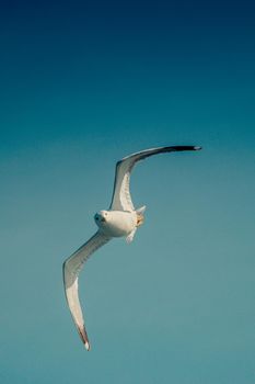 Single seagull flying in blue a sky