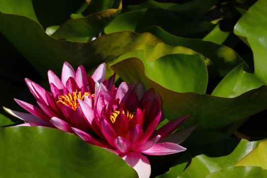 Beautiful waterlily or lotus flower is complimented by the rich colors.