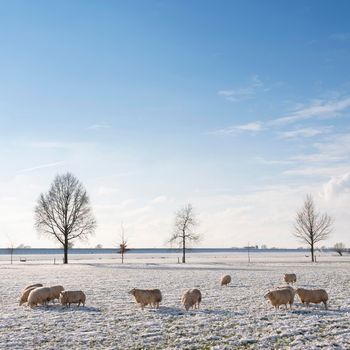 sheep in dutch meadow with snow and trees in holland under blue sky
