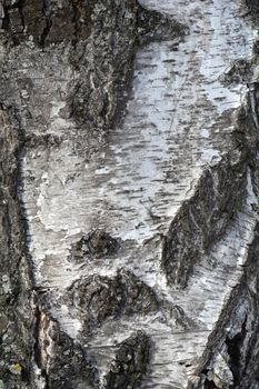 Common birch