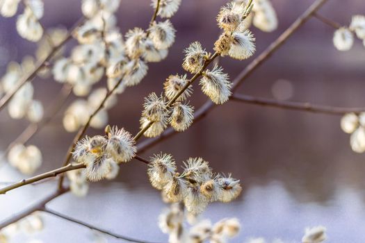 Kidneys and flowers and first buds of willow and wild virgins in sunlight. Verba Blossoms