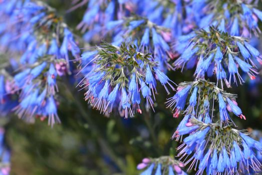 Balkan endemic blue flower